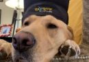 School Rules…  For Top Dogs…